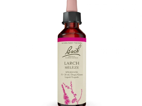 Bach flower remedy - Larch